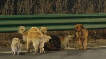 7 chú chó 'vượt ngục' chạy gần 18km về nhà