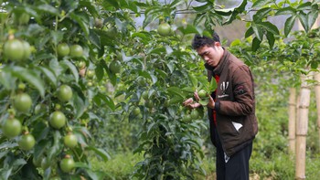 Thanh long, chanh leo, sầu riêng xuất khẩu sang EU đang bị kiểm soát thế nào?