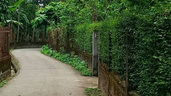 Mùa xuân về Huế, thong dong ở làng Thủy Biều cổ xưa