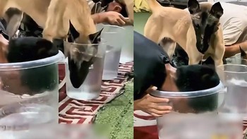 Chú chó cay cú khi bị sen cho ăn cú lừa