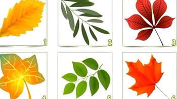 Quiz: Bạn lý trí, chăm chỉ hay là người vị tha, hài hòa?