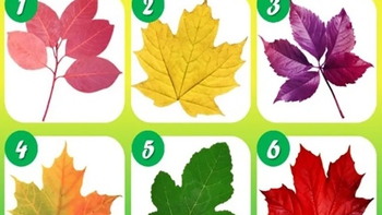 Quiz: Bạn điềm tĩnh, nhẹ nhàng hay hào phóng?