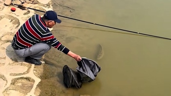 Cá lóc 'thất tình' dâng mình cho cần thủ bắt
