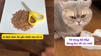 Chú mèo nổi cáu vì bị ông chủ troll