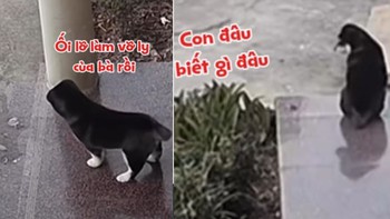 Chú chó giả vờ vô tội khi làm vỡ cốc thủy tinh