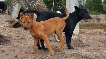 4 người chết vì bệnh dại trong 3 tháng đầu năm, Tây Ninh tiêm phòng đợt chính hơn 135.000 liều