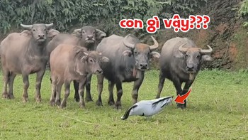 Đàn trâu chạy té khói vì bong bóng hình ngựa