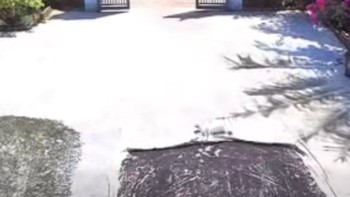 Chú chó khiến người xem trầm trồ vì quá tháo vát