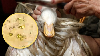 Phát hiện vàng trong dạ dày vịt ở Trung Quốc