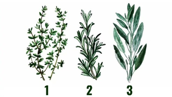 Quiz: Đặc điểm nổi bật của bạn là lòng dũng cảm hay sự khôn ngoan