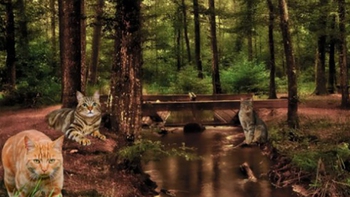 Thử tài tinh mắt: Con mèo thứ 4 ở đâu?