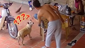 Chú chó ngơ ngác vì bị cậu chủ 'gắp lửa bỏ tay người'