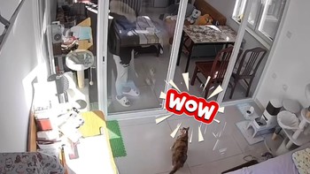 Chú mèo đứng hình vì cô chủ sử dụng 'thiết đầu công'