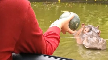 Hà mã bực bội vì tưởng bị cô gái trêu chọc