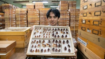 'Chúa gián Philippines': 'Thực ra gián cũng đáng yêu lắm'