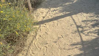 Mắt 10/10 mới thấy con tắc kè ở đâu?