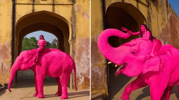 Chú voi 65 tuổi bị sơn hồng rực rỡ để chụp ảnh