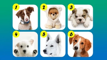 Quiz: Bạn cá tính hay là người điềm tĩnh, chu đáo?