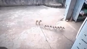 Chiếc camera an ninh thấy được '3 hồn 7 vía' của chó cưng