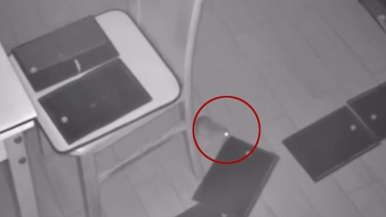 Đặt bẫy keo khắp nhà vẫn không bắt được con chuột tinh quái