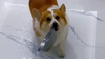 Chó cưng cay cú khi bị cô chủ lừa