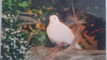 Chú chim bồ câu lập kỷ lục thế giới 'già hơn trái cà'