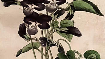 Thử tài tinh mắt: 3 khuôn mặt ẩn giấu ở đâu?