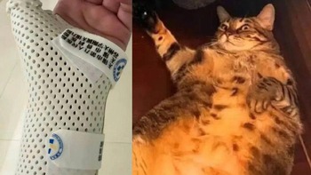 Cô gái gãy tay khi bị chú mèo cưng 7,5kg đè suốt đêm