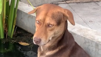 Chú chó 'khó chịu' khi bị cô chủ làm phiền