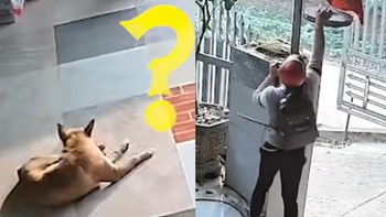 Chú chó mê ngủ bị trộm mất lồng chim trong nhà vẫn không hay biết