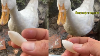 Cậu chủ bất lực với quả trứng vịt độc lạ