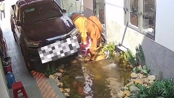 Gia chủ bất lực nhìn những 'vị khách' không mời ghé thăm hồ cá cưng