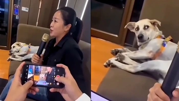 Chó cưng hú hồn với giọng hát của cô chủ
