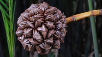 Tham gia VnExpress Marathon Green Paradise Cần Giờ, VĐV có thể trải nghiệm những đặc sản nào?