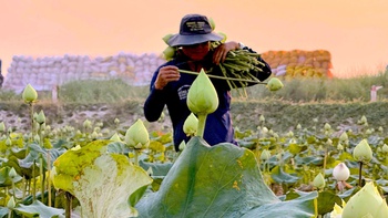 Trồng sen trắng thu hoạch bông kiếm tiền triệu mỗi ngày