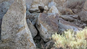 Mắt 10/10 mới thấy con thỏ ở đâu