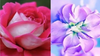 Quiz: Điều gì làm nên sự độc đáo của bạn?