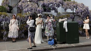 Quên hoa dành dành đi, hoa tử đằng mới khiến TikToker 'phát rồ'