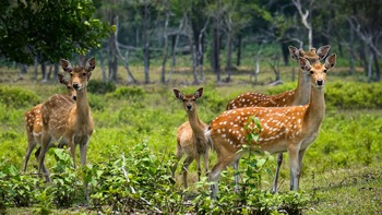 Ngắm đàn hươu sao 'báu vật' ở Vườn quốc gia Kon Ka Kinh