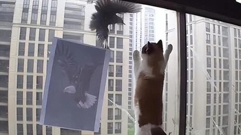 Muốn tăng xông máu vì bị chim trả thù