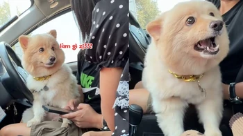 Chú chó nổi đóa vì 'ghen'