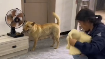 Chú chó thông minh và hiểu chuyện