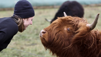 Những chú bò bị chủ 'làm xấu đi' để né mấy tay săn ảnh