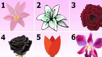 Quiz: Bạn cuốn hút, sáng tạo hay giàu nghị lực?