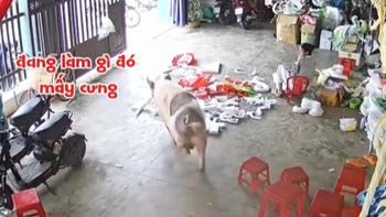 Cô gái chạy té khói khi thấy 'Trư Bát Giới' xổng chuồng