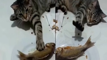 Con mèo lươn lẹo nhất quả đất