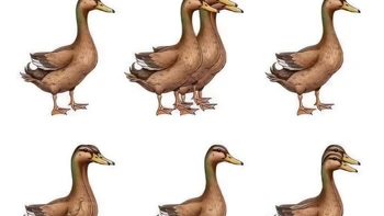 Thử tài tinh mắt: Có bao nhiêu con vịt trong hình?