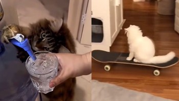 Những chú mèo thông minh