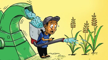 Bác nông dân khóc ròng vì 'lúa chín chẳng chịu cúi đầu'