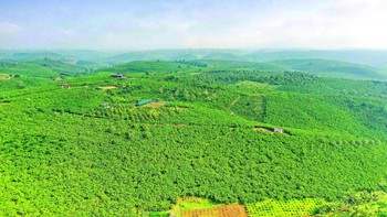 Những người định vị hạt "vàng" Robusta ở xứ B'Lao
